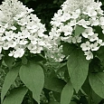 Гортензия метельчатая White Lady