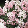 Гортензия метельчатая Pink Lady