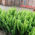 Барбарис Тунберга Erecta