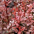 Барбарис Тунберга Harlequin