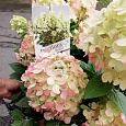 Гортензия метельчатая Panflora