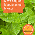 Мята водная Марокканиш Минце