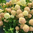 Гортензия метельчатая Cotton Cream