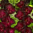 Гладиолус Black Surprise