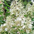 Гортензия метельчатая Big Ben