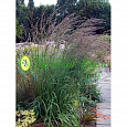 Молиния тростниковая Black arrows