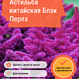 Астильба китайская Блэк Перлз
