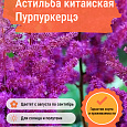 Астильба китайская Пурпуркерцэ Астильба китайская Пурпуркерцэ