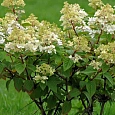 Гортензия метельчатая Big Ben
