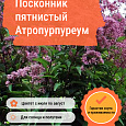 Посконник пятнистый Атропурпуреум