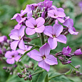 Вечерница матроны (Ночная фиалка) Violet