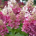 Гортензия метельчатая Pinky Winky