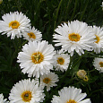 Астра альпийская Белая