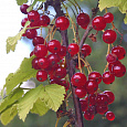 Смородина красная Ася Смородина красная Ася
