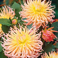 Георгина Кактусовая Эприкот Стар