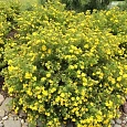 Лапчатка кустарниковая Goldfinger