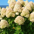 Гортензия метельчатая Selection