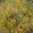 Крушина ломкая Asplenifolia