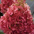 Гортензия метельчатая Candlelight