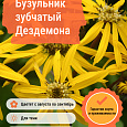 Бузульник зубчатый Дездемона
