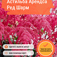 Астильба Арендса Ред Шарм