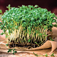 Кресс-салат обыкновенный Ажур
