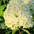 Гортензия метельчатая  Panorama