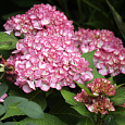 Гортензия крупнолистовая Сабрина