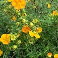 Лапчатка кустарниковая Tangerine