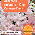 Астильба гибридная Юник Силвери Пинк