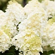 Гортензия метельчатая Summer Snow