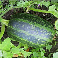 Тыква твердокорая Грибовская кустовая 189