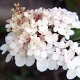 Гортензия метельчатая Harry Souvenir
