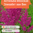 Астильба японская Элизабет ван Вин Астильба японская Элизабет ван Вин