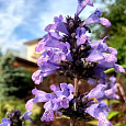 Котовник маньчжурский Manchu Blue