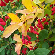 Барбарис оттавский Indian Summer Барбарис оттавский Indian Summer
