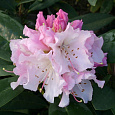 Рододендрон гибридный Чир