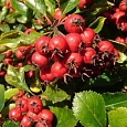 Боярышник обыкновенный