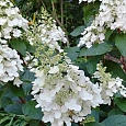 Гортензия метельчатая Great Escape
