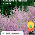 Астильба китайская Valerie Астильба китайская Valerie