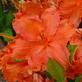 Азалия гибридная  Bakkarat