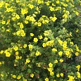 Лапчатка кустарниковая Goldfinger