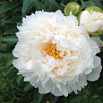 Пион травянистый Гардения Пион травянистый Гардения