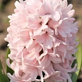 Гиацинт China Pink