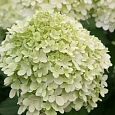 Гортензия метельчатая Little Alf