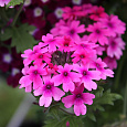 Вербена ампельная Обсешн Каскад Пинк Шейдес