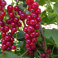 Смородина красная Дана