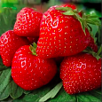 Земляника садовая Ламбада