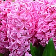 Гиацинт Pink Pearl
