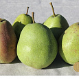 Груша плодовая Новелла Груша плодовая Новелла